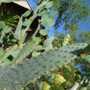 Cactus @ Duck Creek RV Park & Resort
